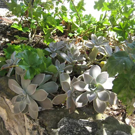 アパート House Tonka フヴァル