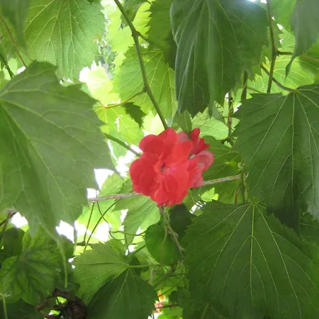 House Tonka アパート