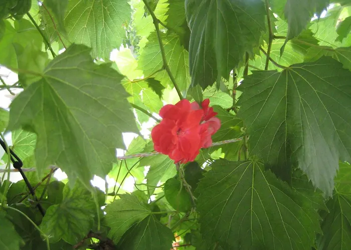 House Tonka アパート